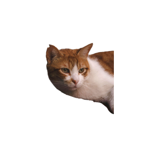A Serene Ginger And White Cat Casually Lying On A Car Roof In An Outdoor Setting. 16909 - Cat PNG image with transparent background